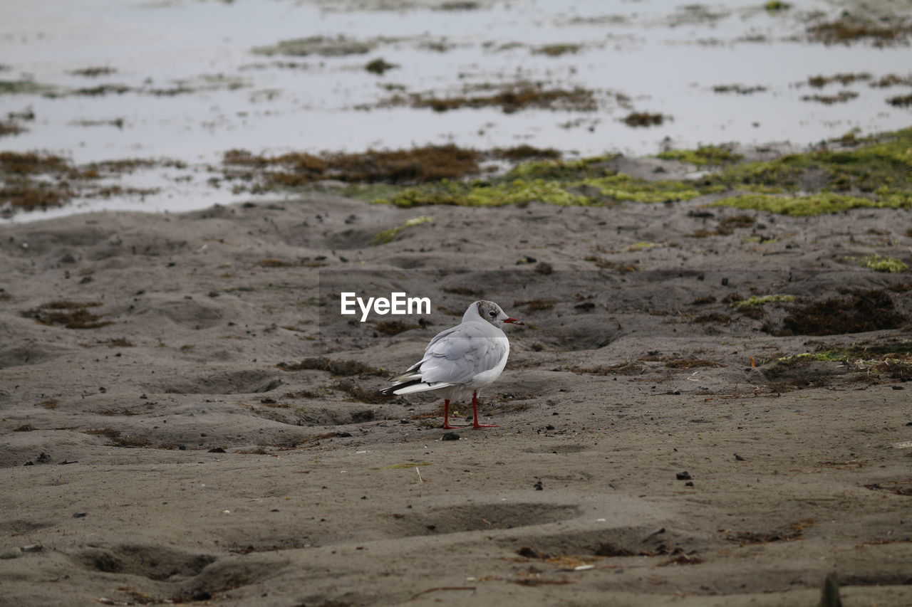 SEAGULL ON THE BEACH