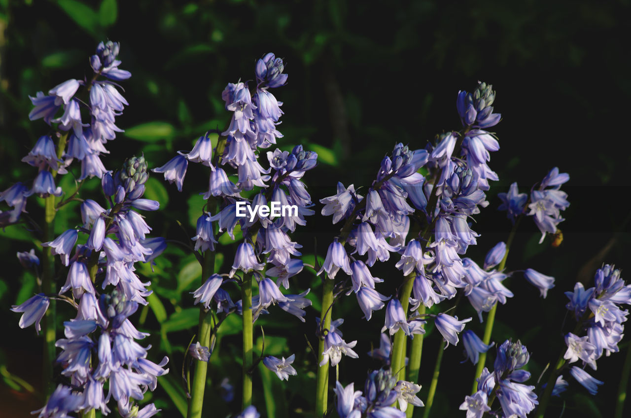 CLOSE-UP OF PURPLE FLOWERING PLANTS