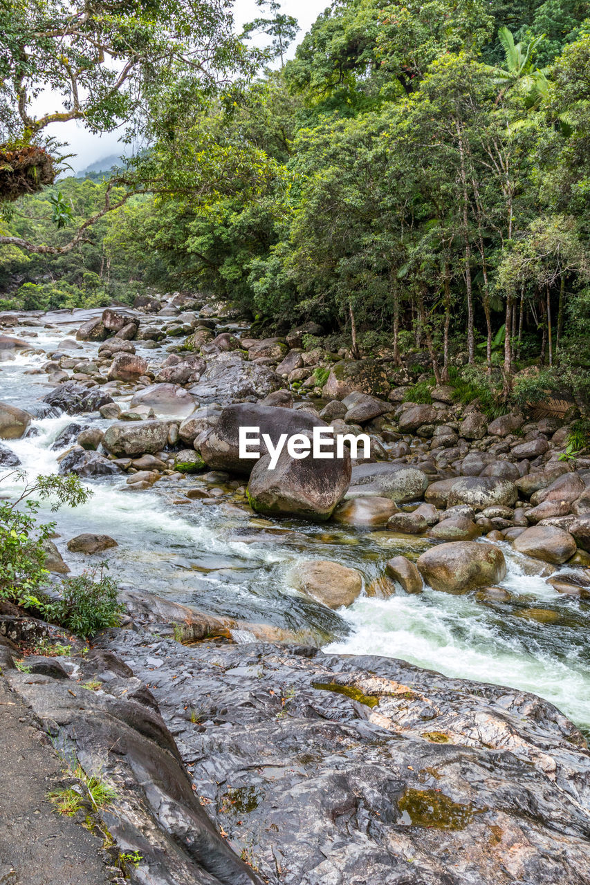 STREAM FLOWING THROUGH FOREST