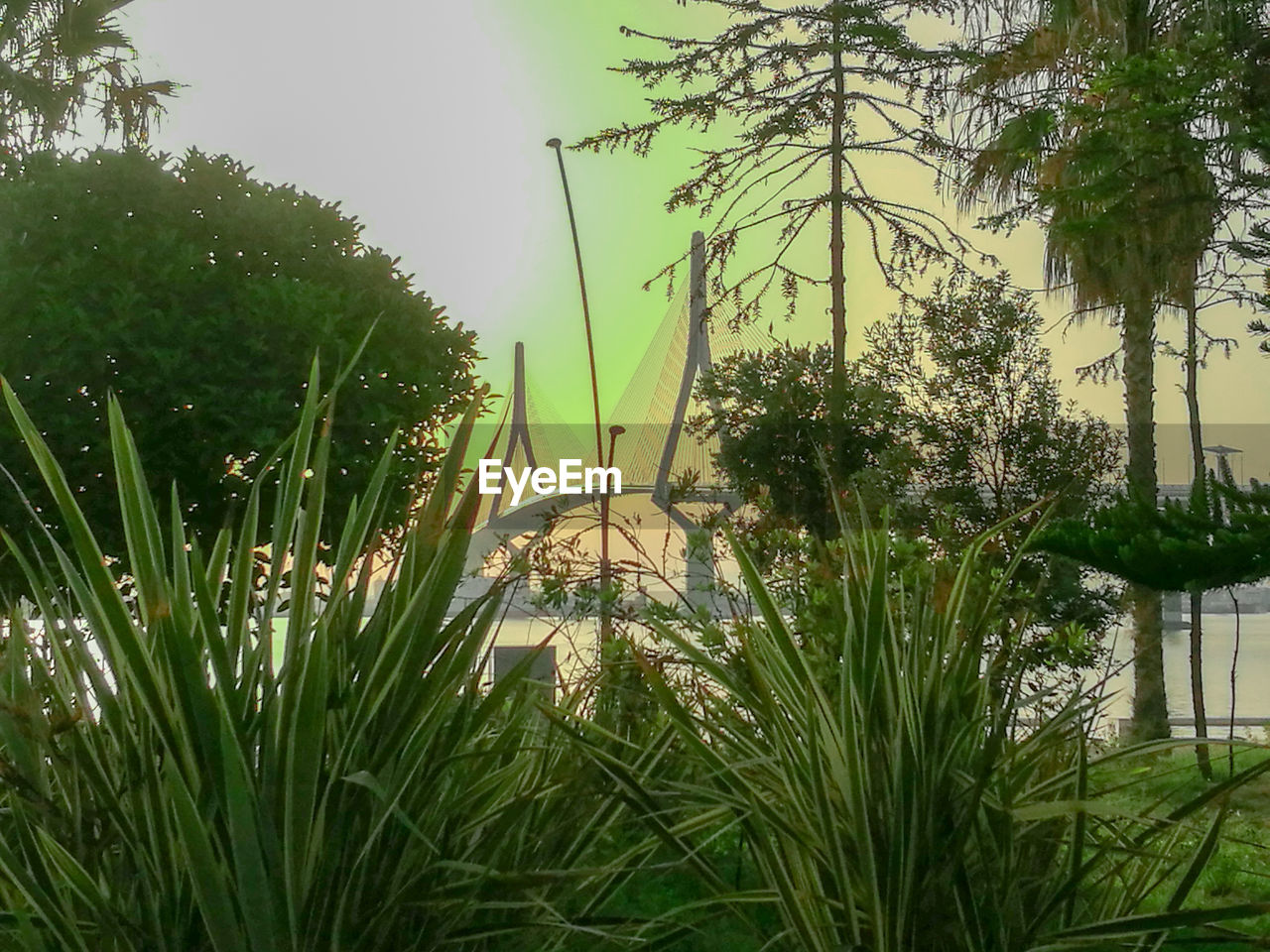 CLOSE-UP OF GRASS AGAINST TREES AND PLANTS