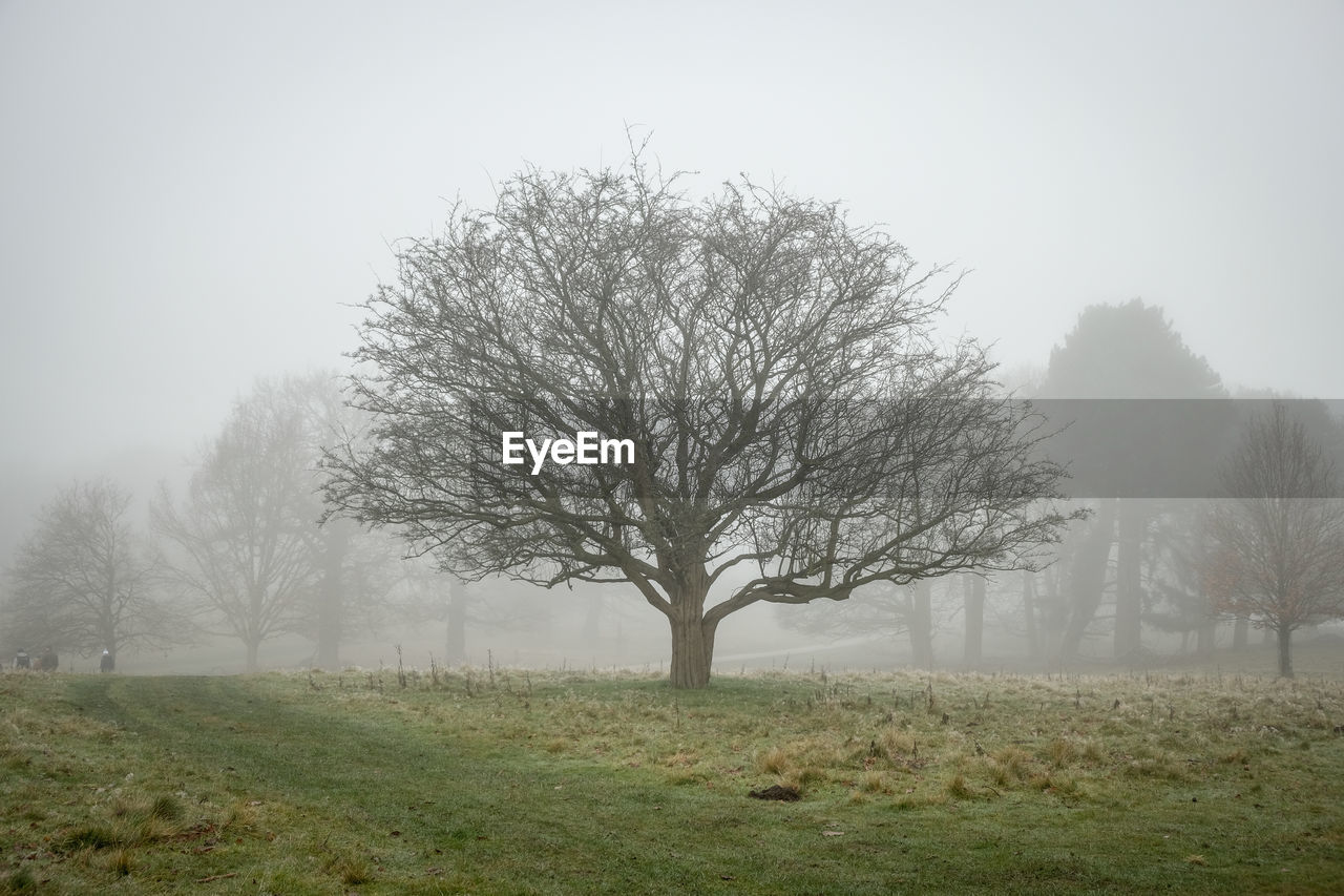 tree, mist, fog, plant, morning, environment, landscape, nature, sky, grass, land, beauty in nature, tranquility, no people, bare tree, field, tranquil scene, winter, scenics - nature, haze, rural area, outdoors, non-urban scene, rural scene, branch, cold temperature, autumn