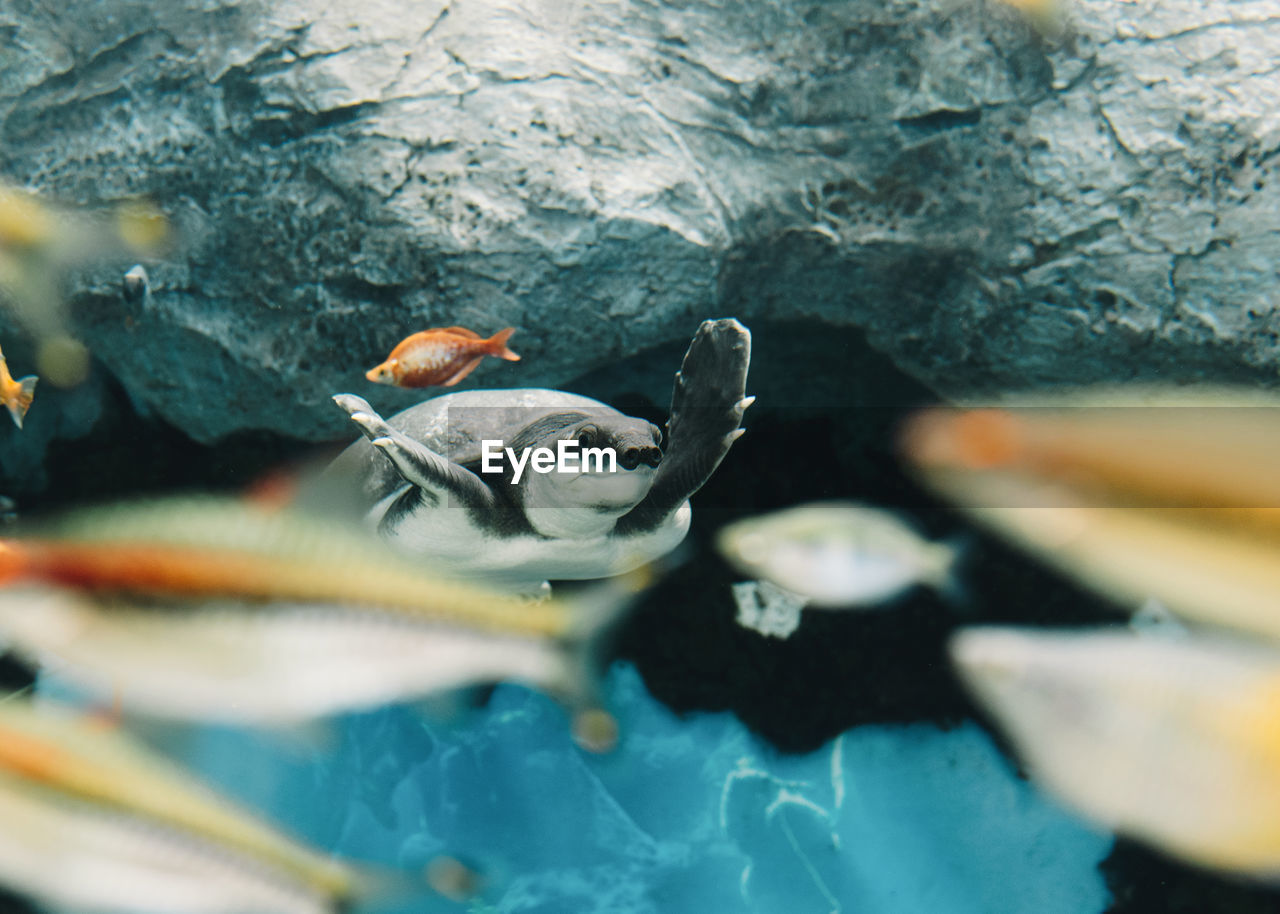 From below of calm big pig nosed turtle swimming among small colorful fishes underwater on blurred background