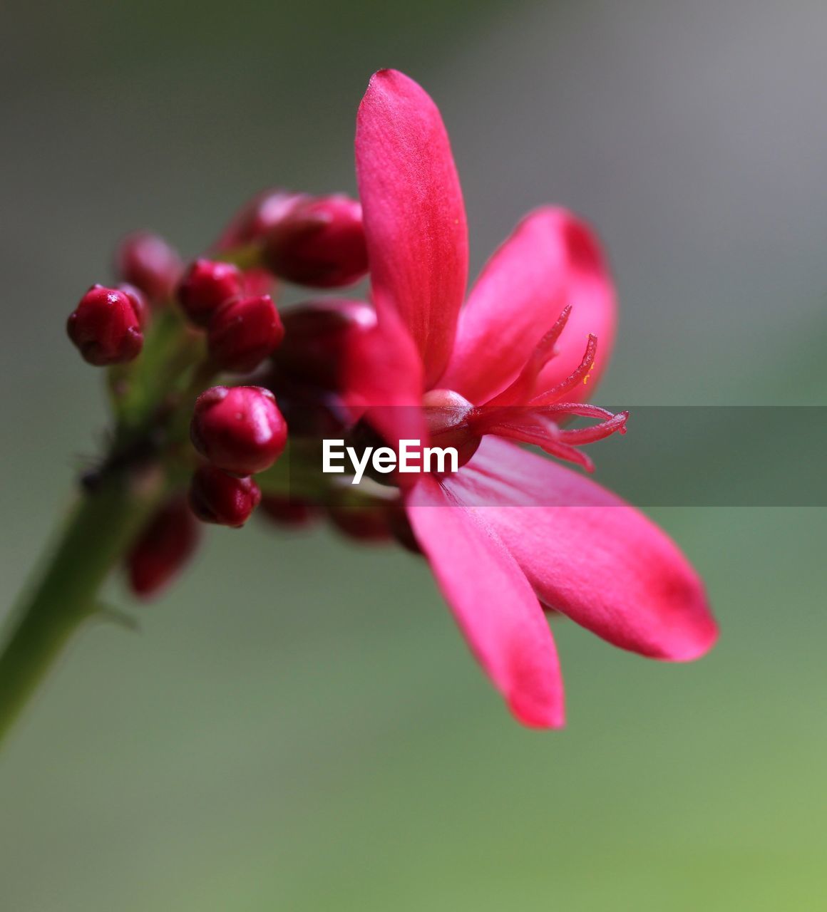 CLOSE-UP OF PINK FLOWER