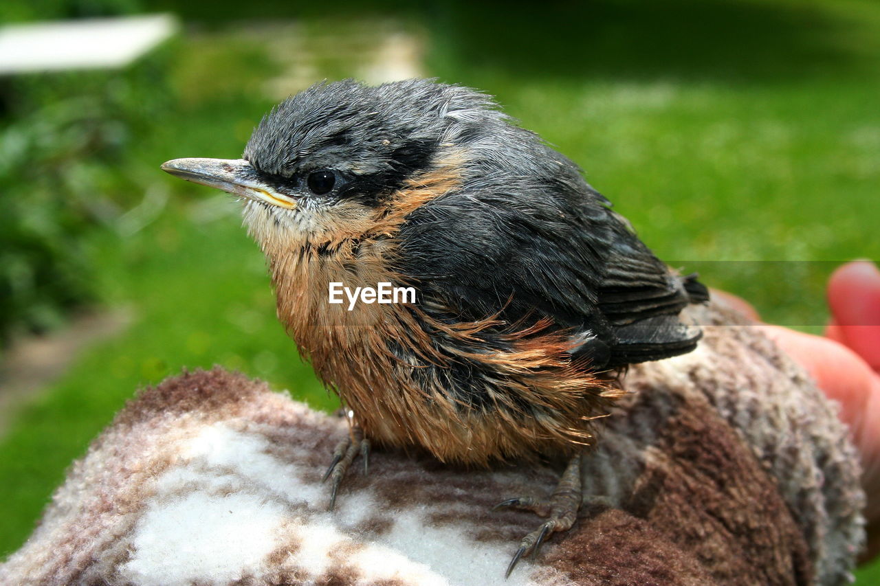 Close-up of hand feeding bird