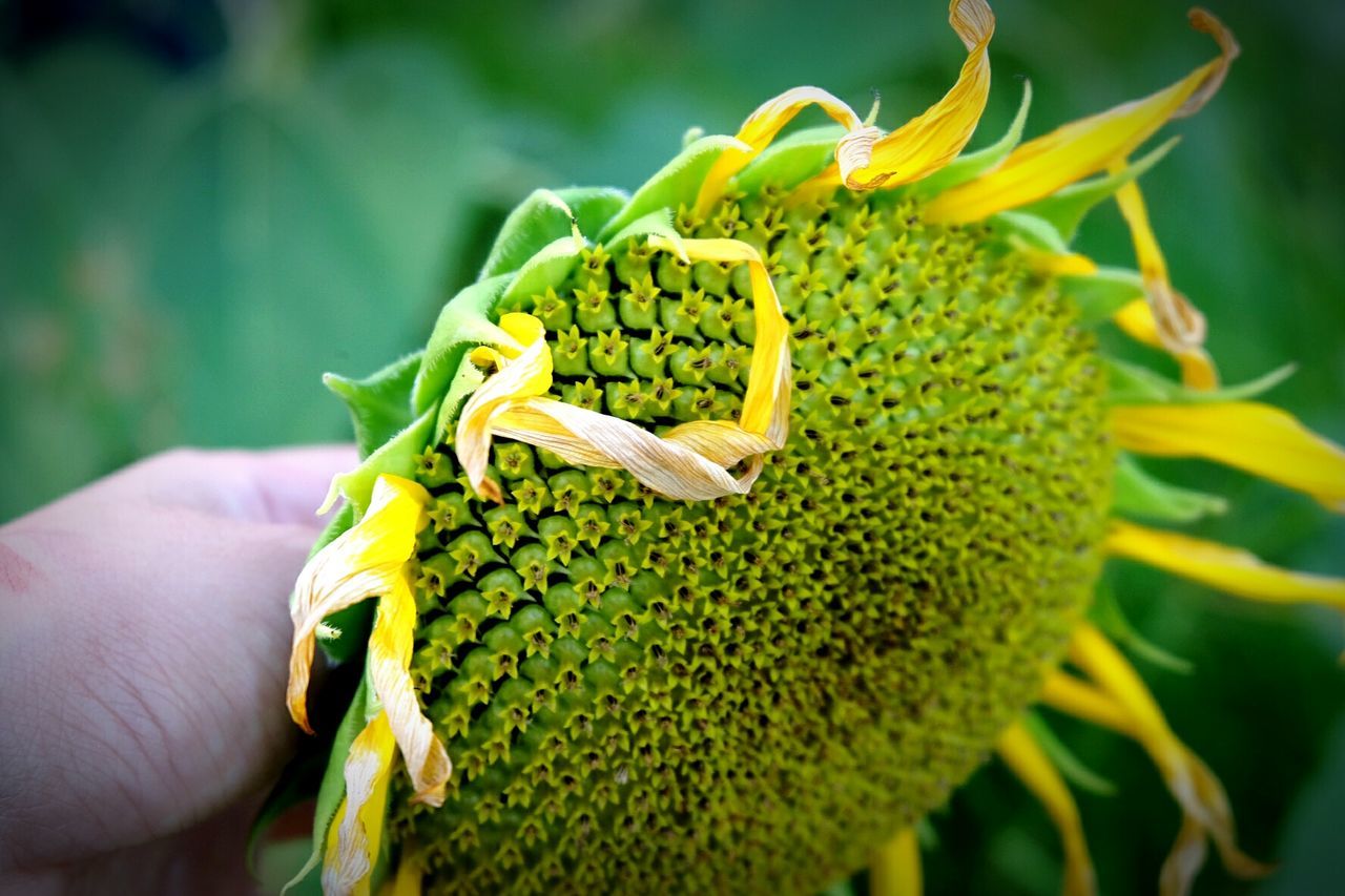 Close-up of hand holding plant