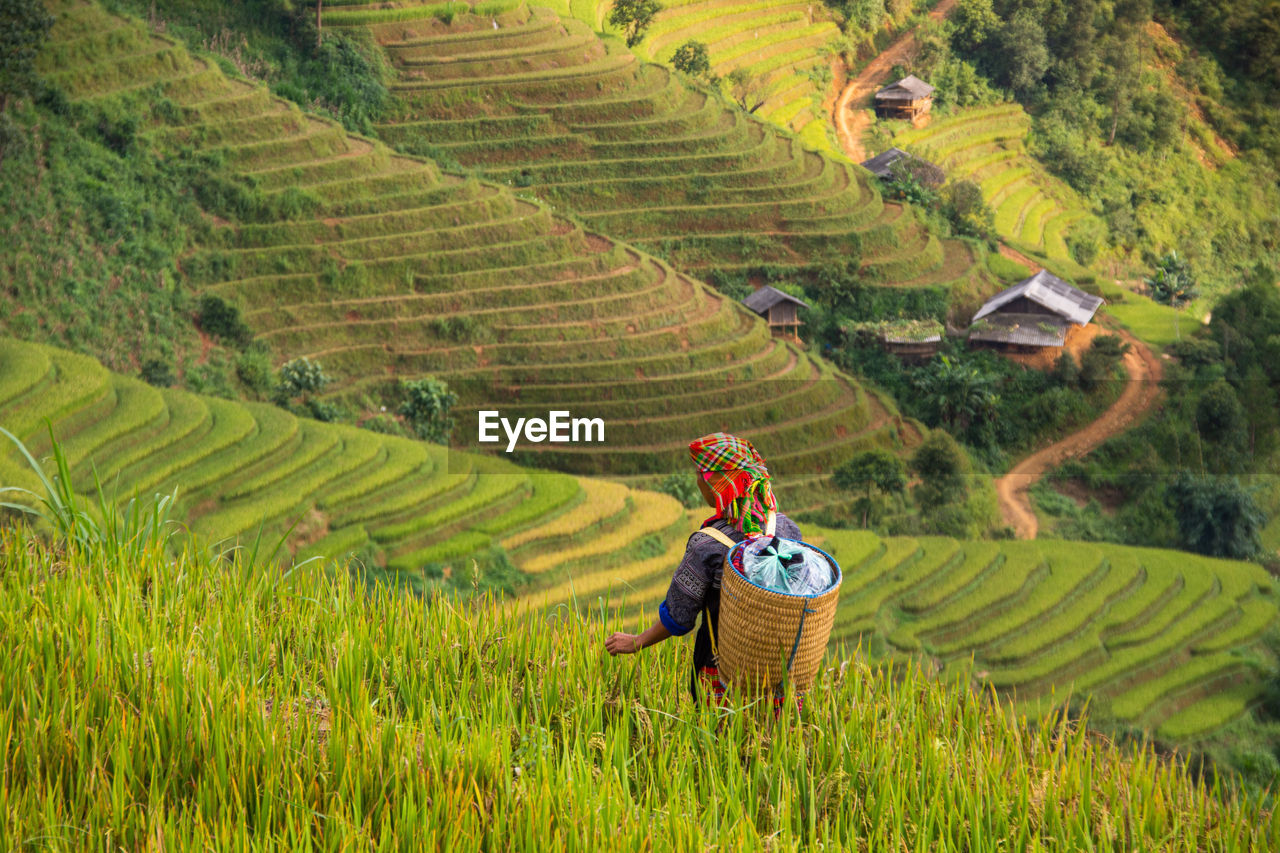 VIEW OF RICE PADDY