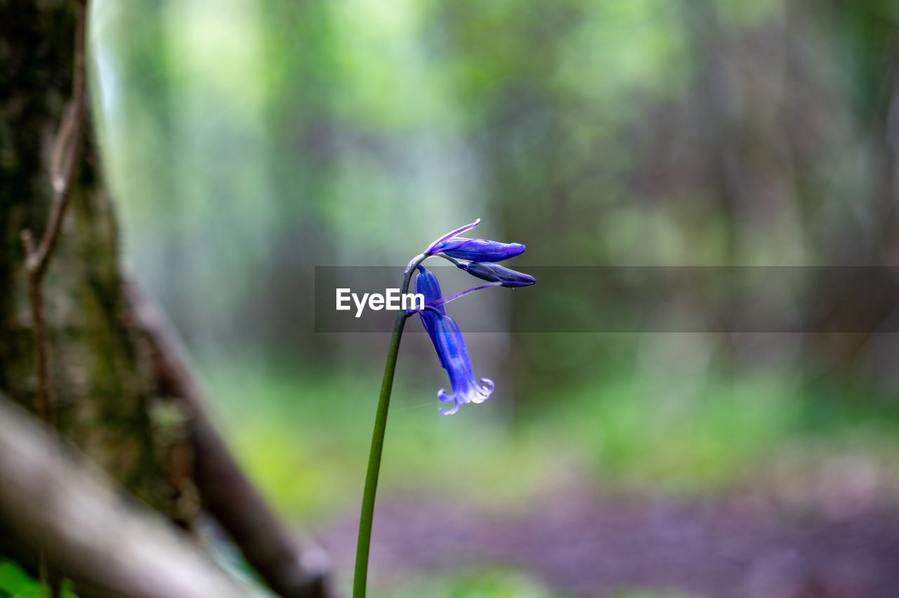 Close-up of purple flowering plant