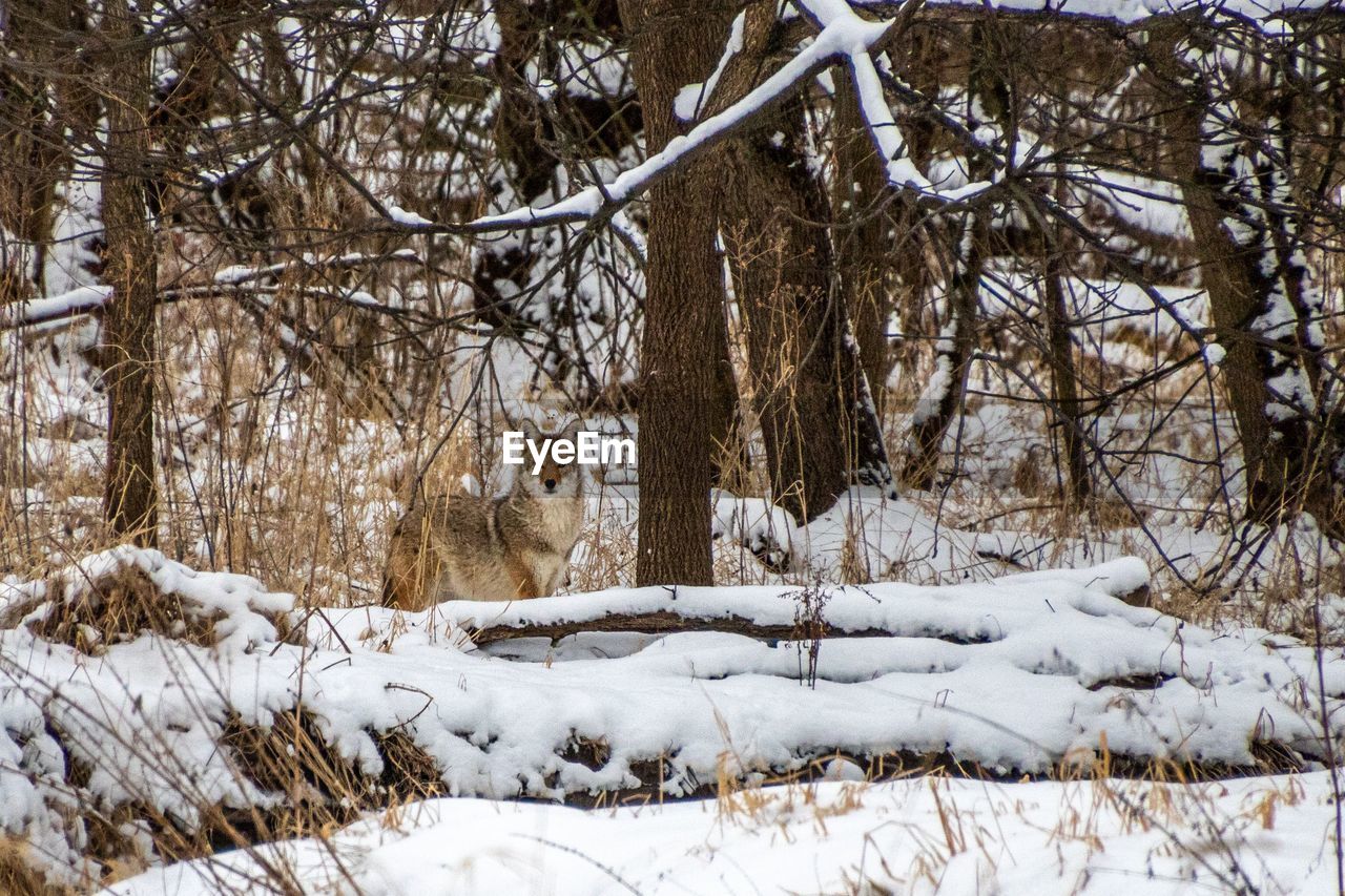 snow, winter, cold temperature, tree, plant, nature, land, beauty in nature, environment, no people, scenics - nature, forest, white, tranquility, day, landscape, branch, non-urban scene, tranquil scene, frozen, outdoors, architecture, tree trunk, trunk