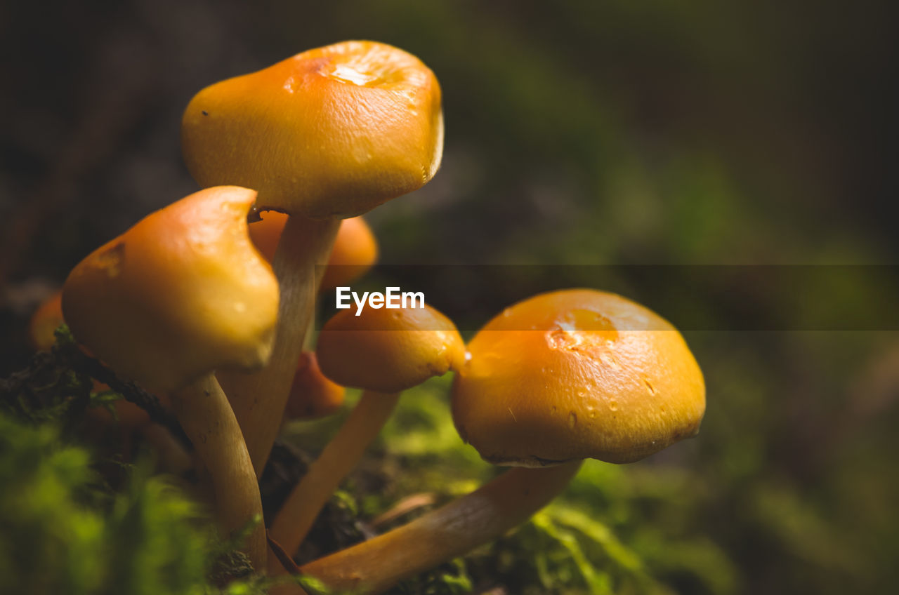 Close-up of mushroom growing on tree