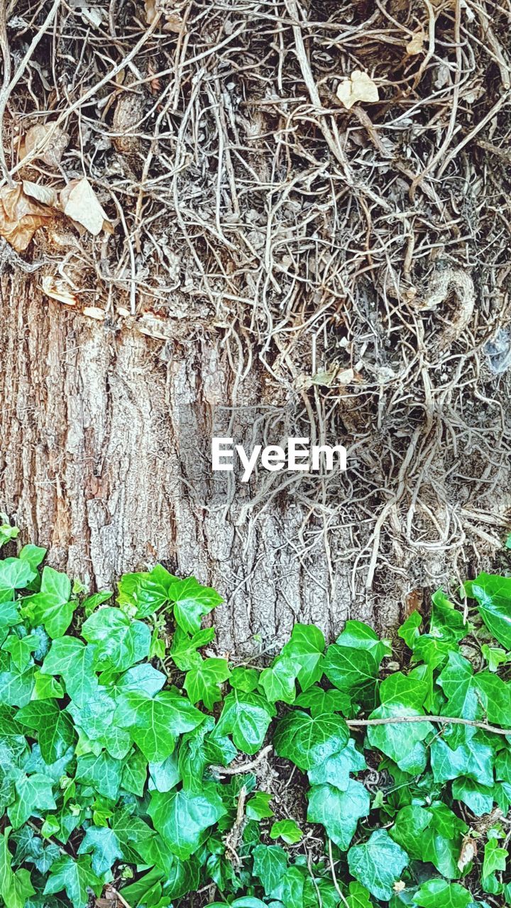 CLOSE-UP OF TREE TRUNK WITH GRASS