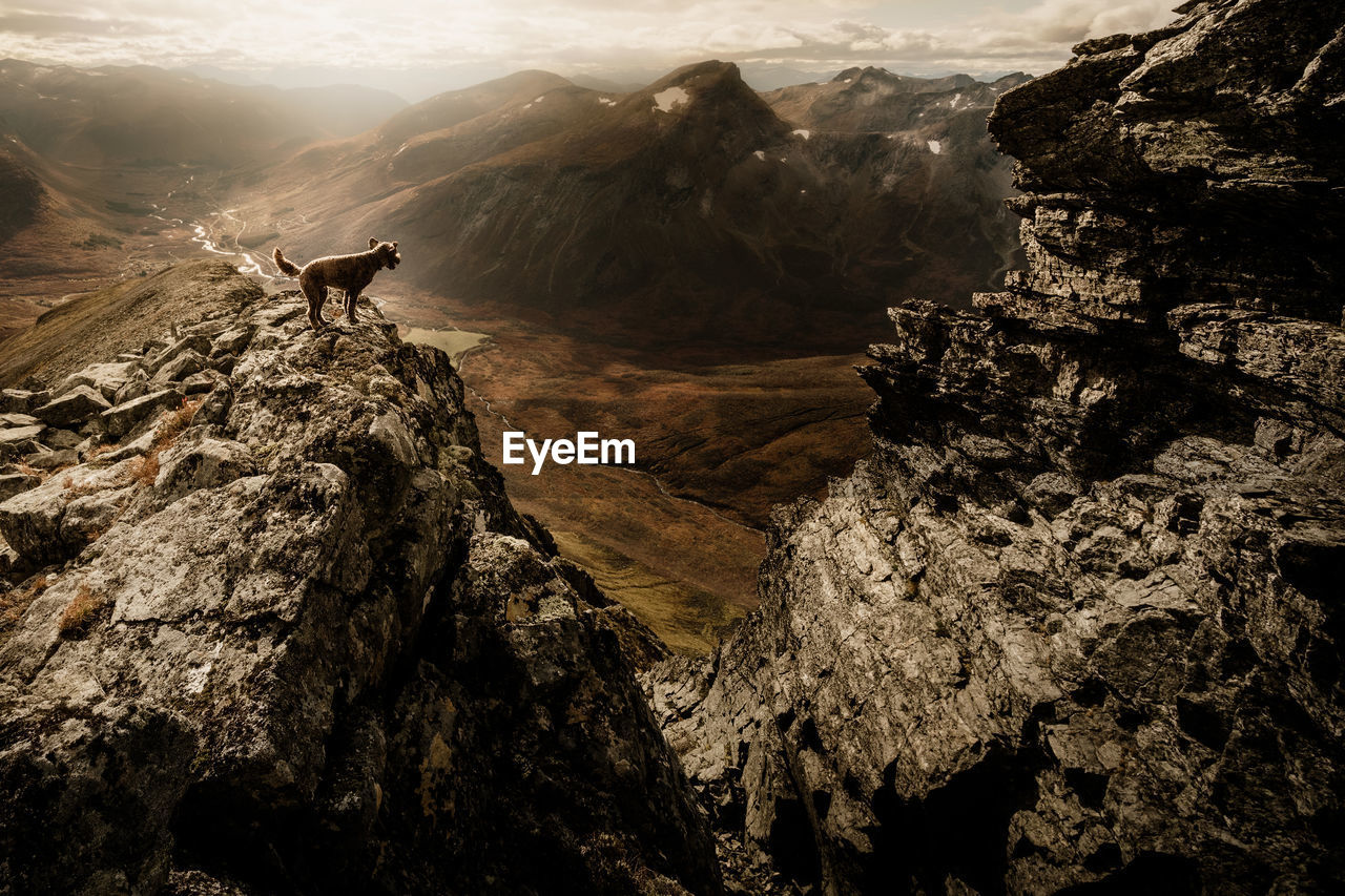 A dog standing on a peak of the mountain dyrdalstind located in sunmoere, norway
