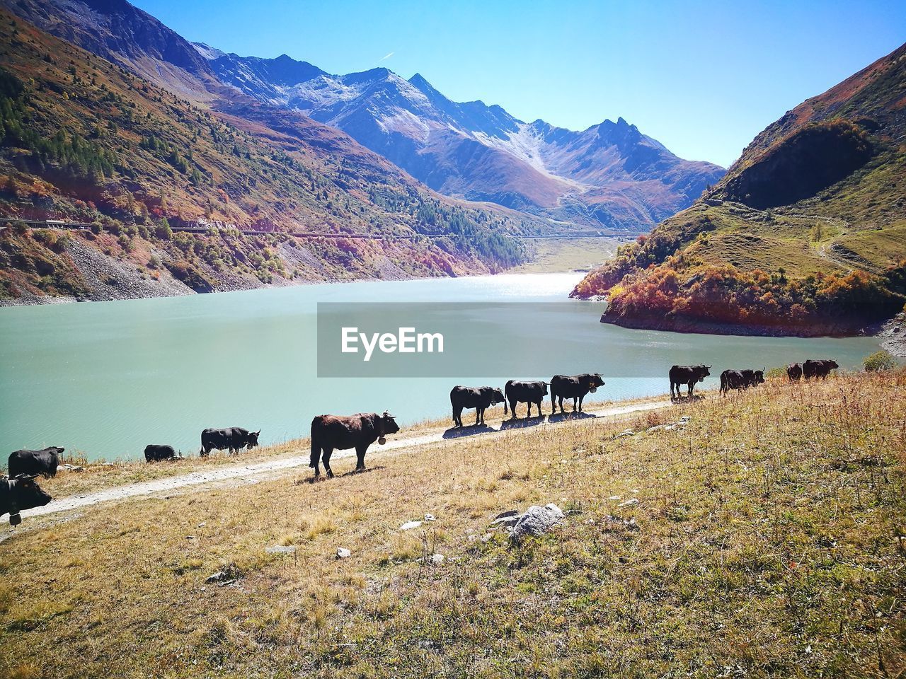 View of cows on landscape against sky