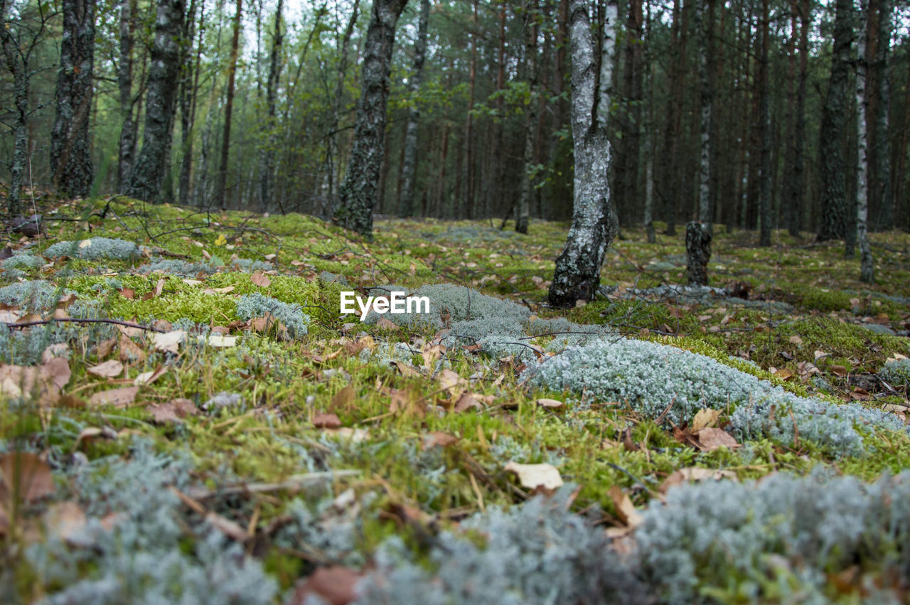 View of trees in forest