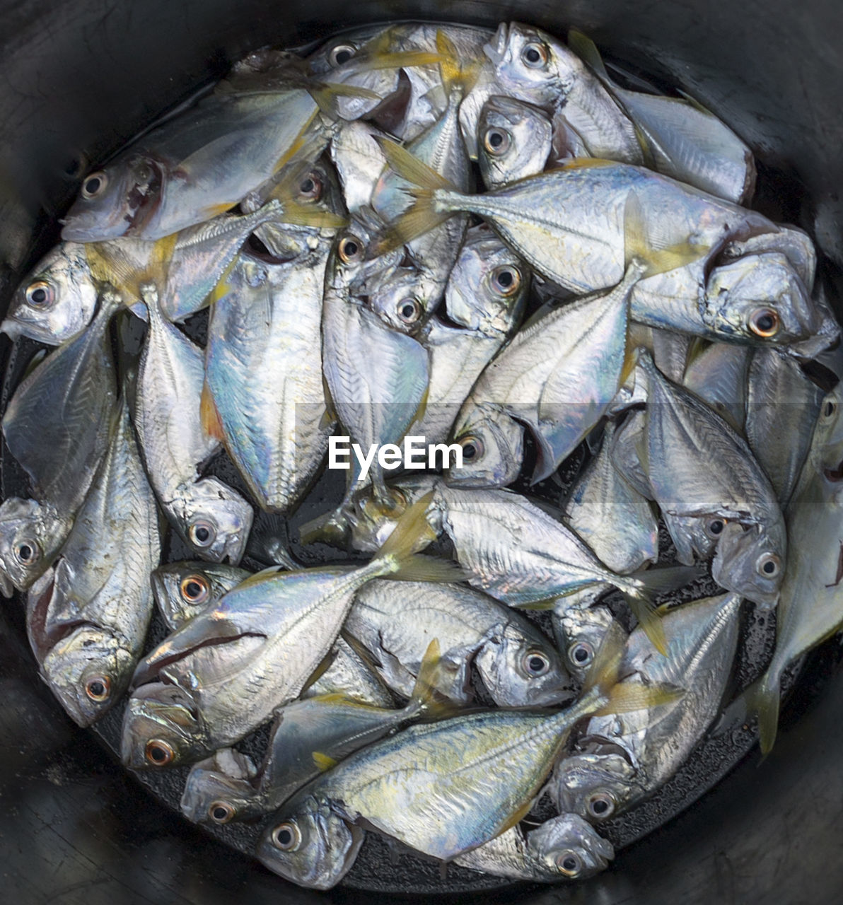 High angle view of mackerels in container