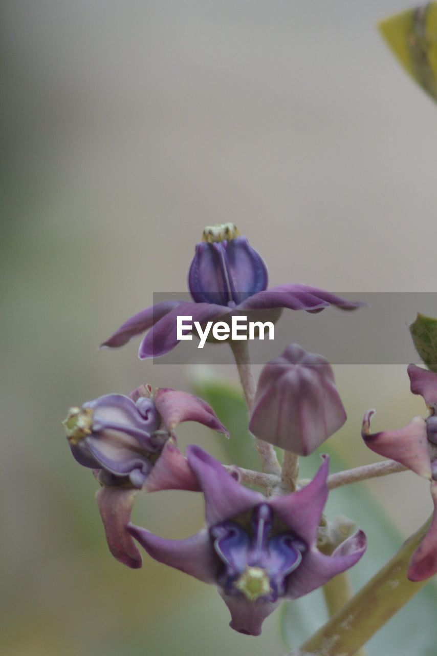 CLOSE-UP OF PURPLE FLOWERS GROWING OUTDOORS