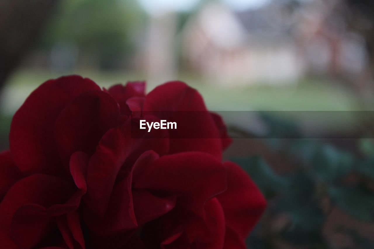 CLOSE-UP OF RED ROSES