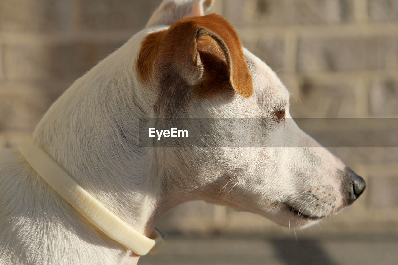 CLOSE-UP OF DOG LOOKING AWAY