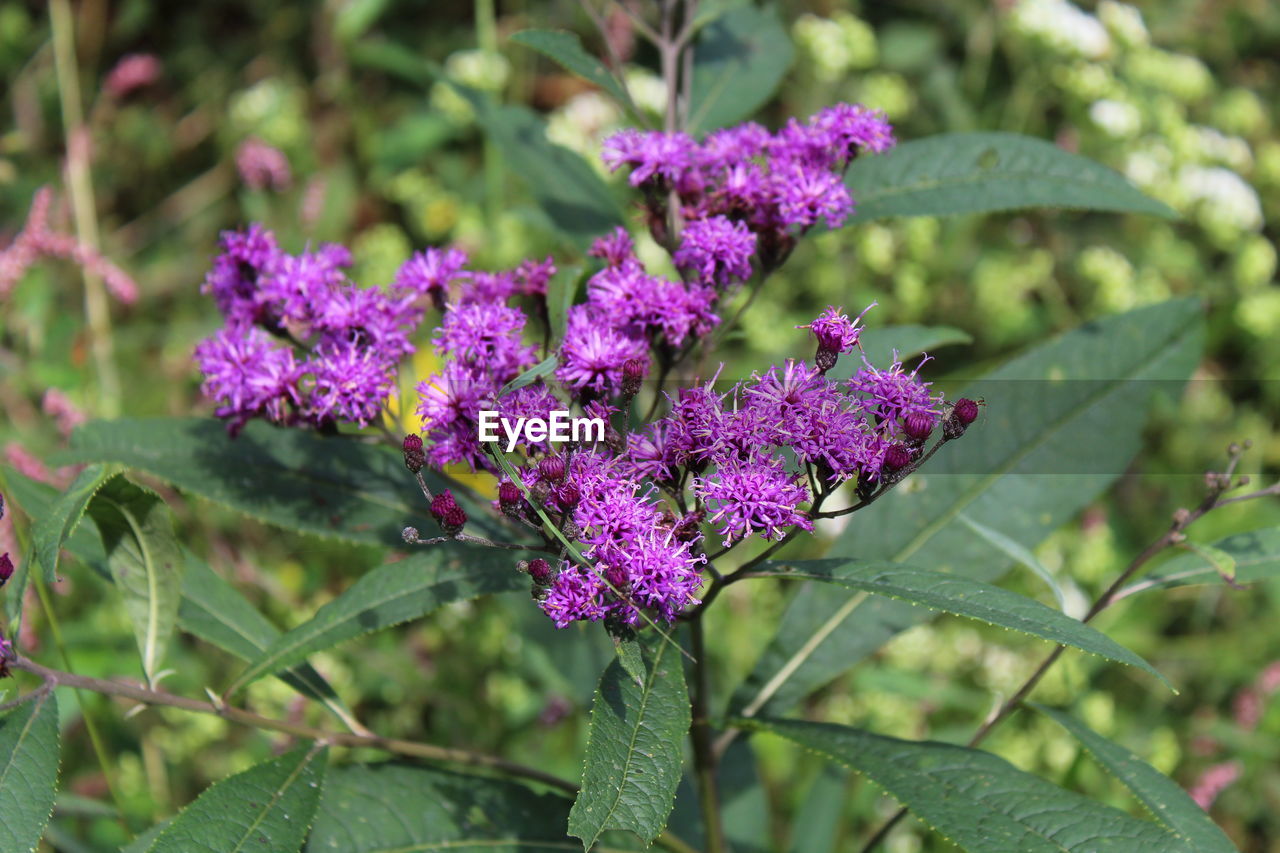 Close-up of purple flowers