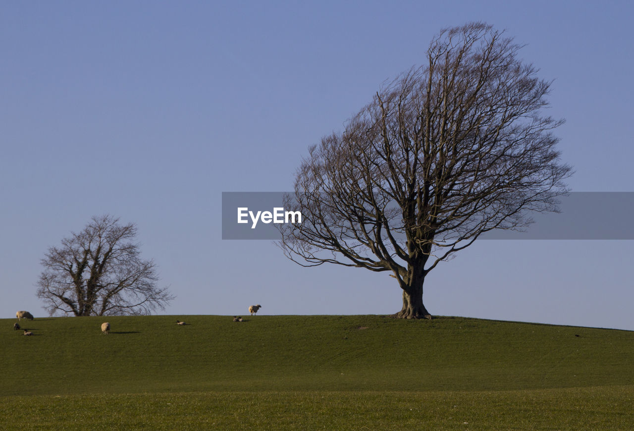 Bare tree on grassy field against clear blue sky