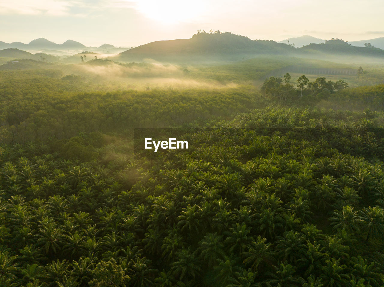 Aerial shot of the palm grove with green trees forest in the morning