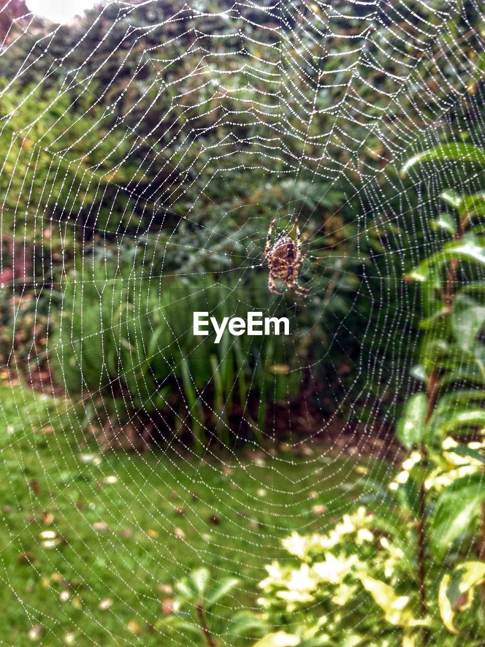 CLOSE-UP OF SPIDER ON WEB AGAINST BLURRED BACKGROUND