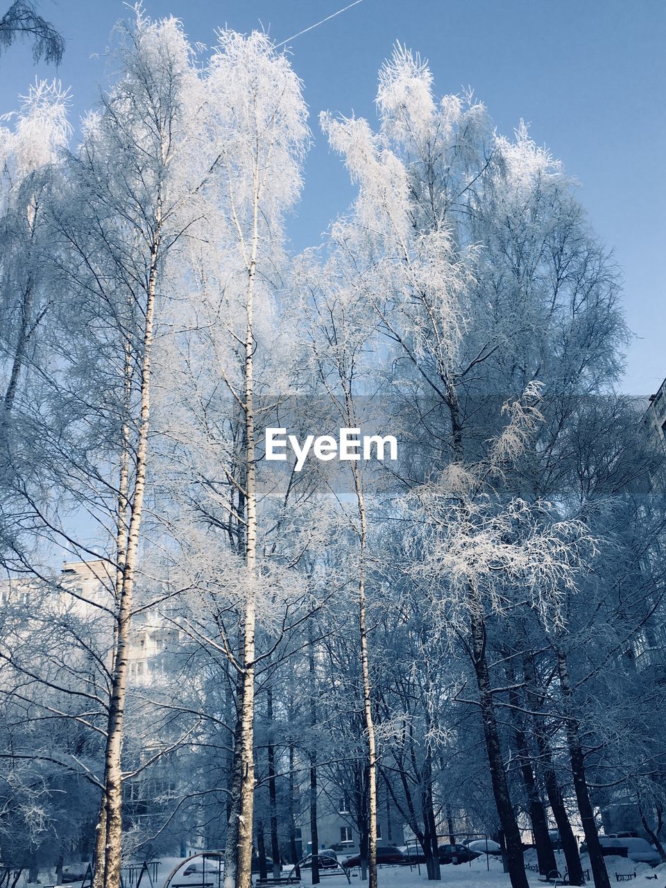 LOW ANGLE VIEW OF TREE DURING WINTER