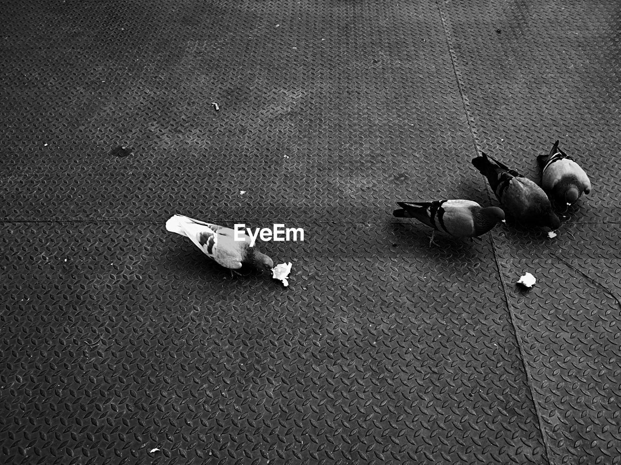 HIGH ANGLE VIEW OF DUCKS ON FOOTPATH