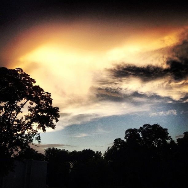 SILHOUETTE OF TREES AGAINST CLOUDY SKY