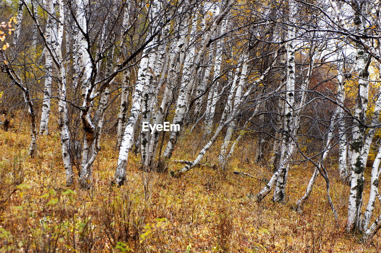 BARE TREES IN SNOW COVERED FOREST