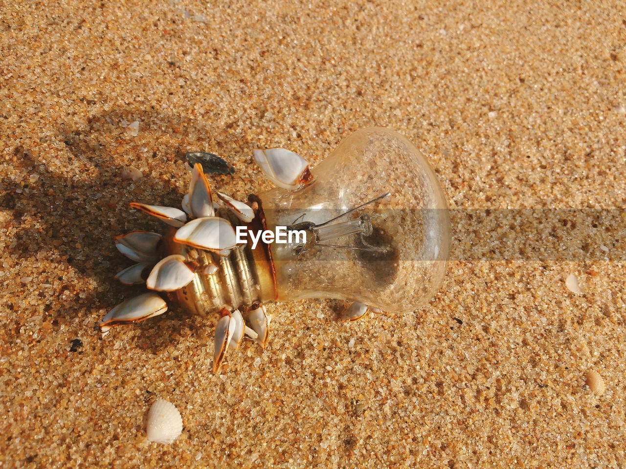 Light bulb on beach