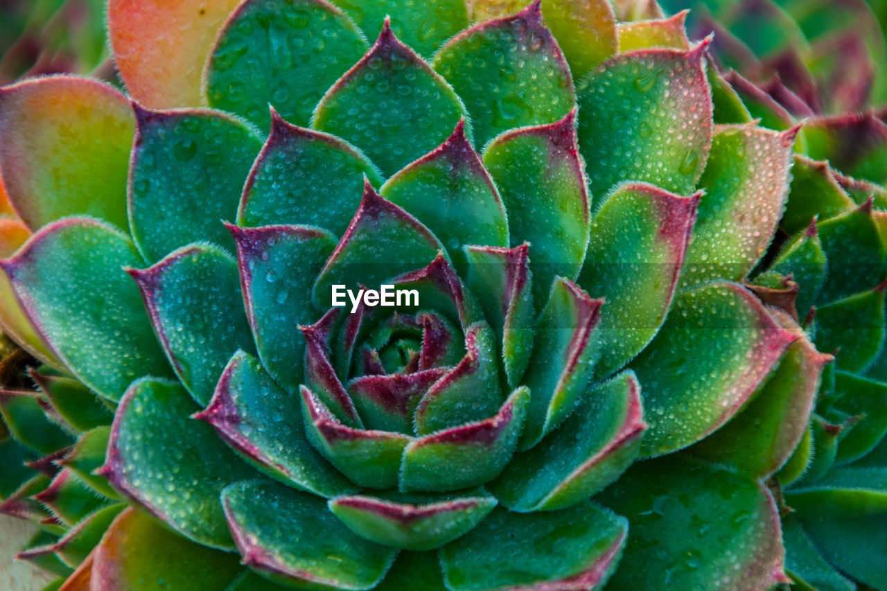 Full frame shot of succulent plant