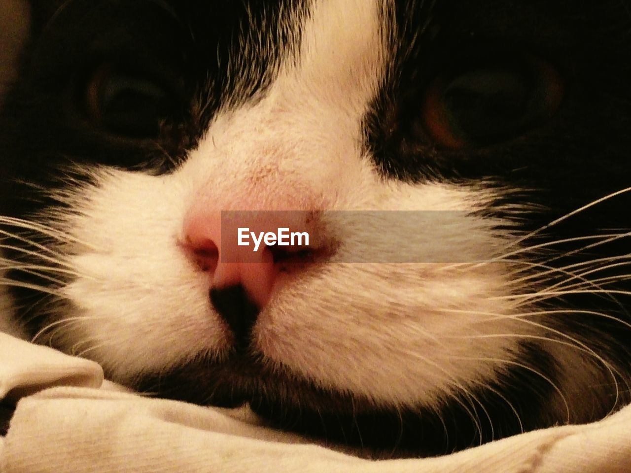 Close-up of portrait of cat
