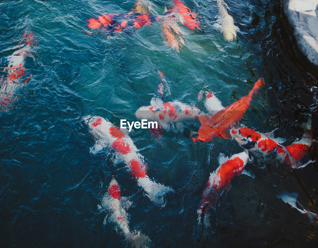 HIGH ANGLE VIEW OF KOI FISHES SWIMMING IN WATER