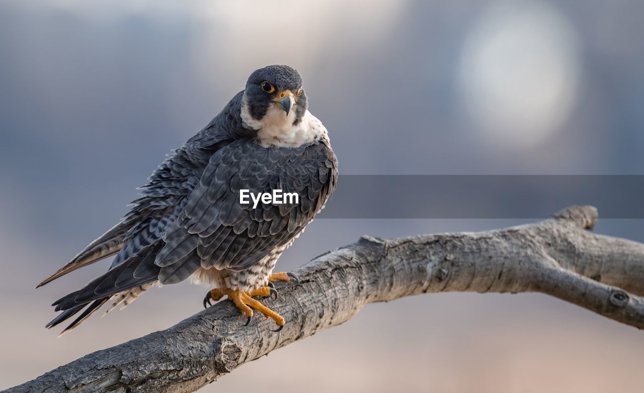 Eagle perching on branch