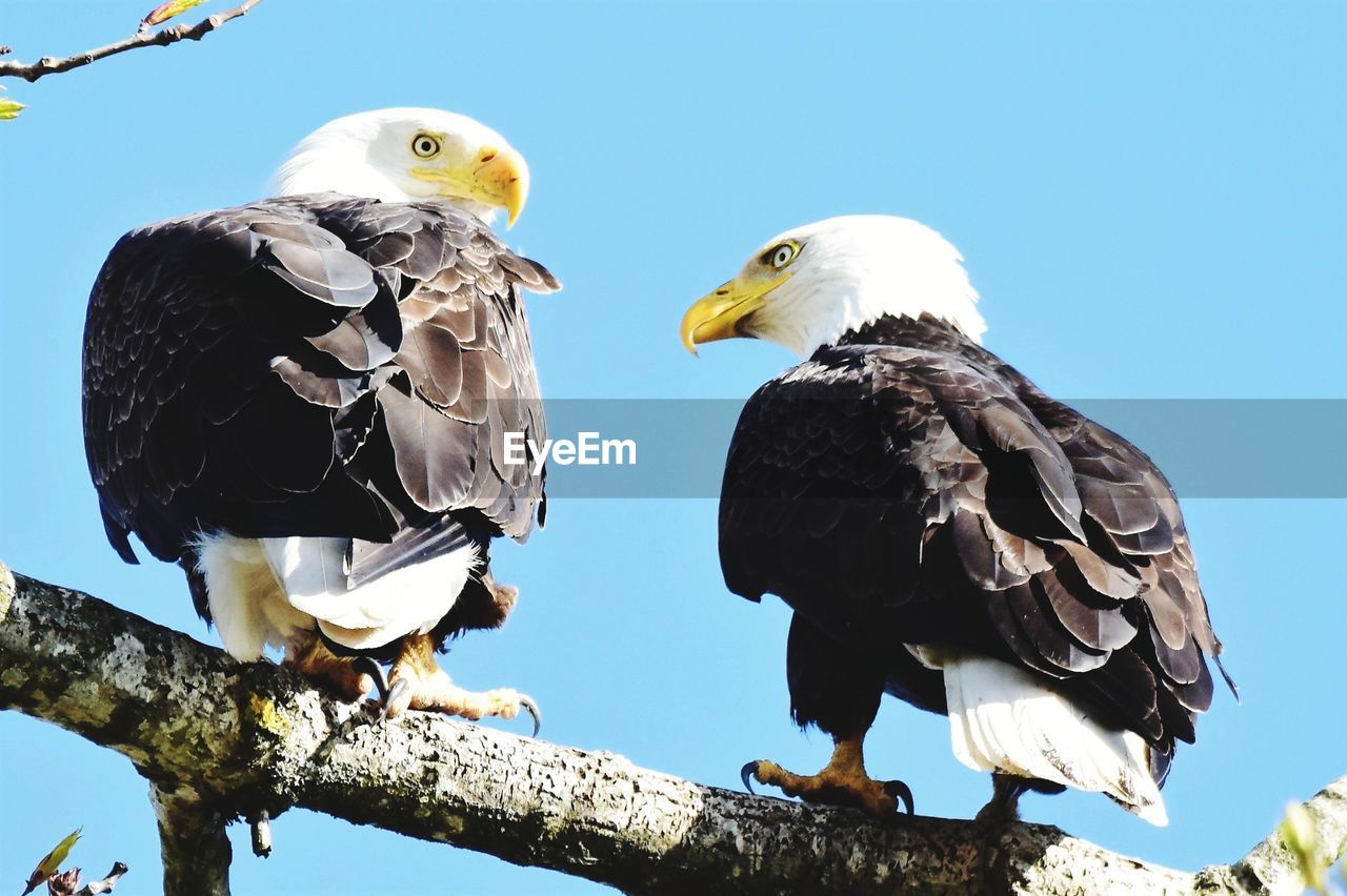 Low angle view of eagles perching on branch against clear sky