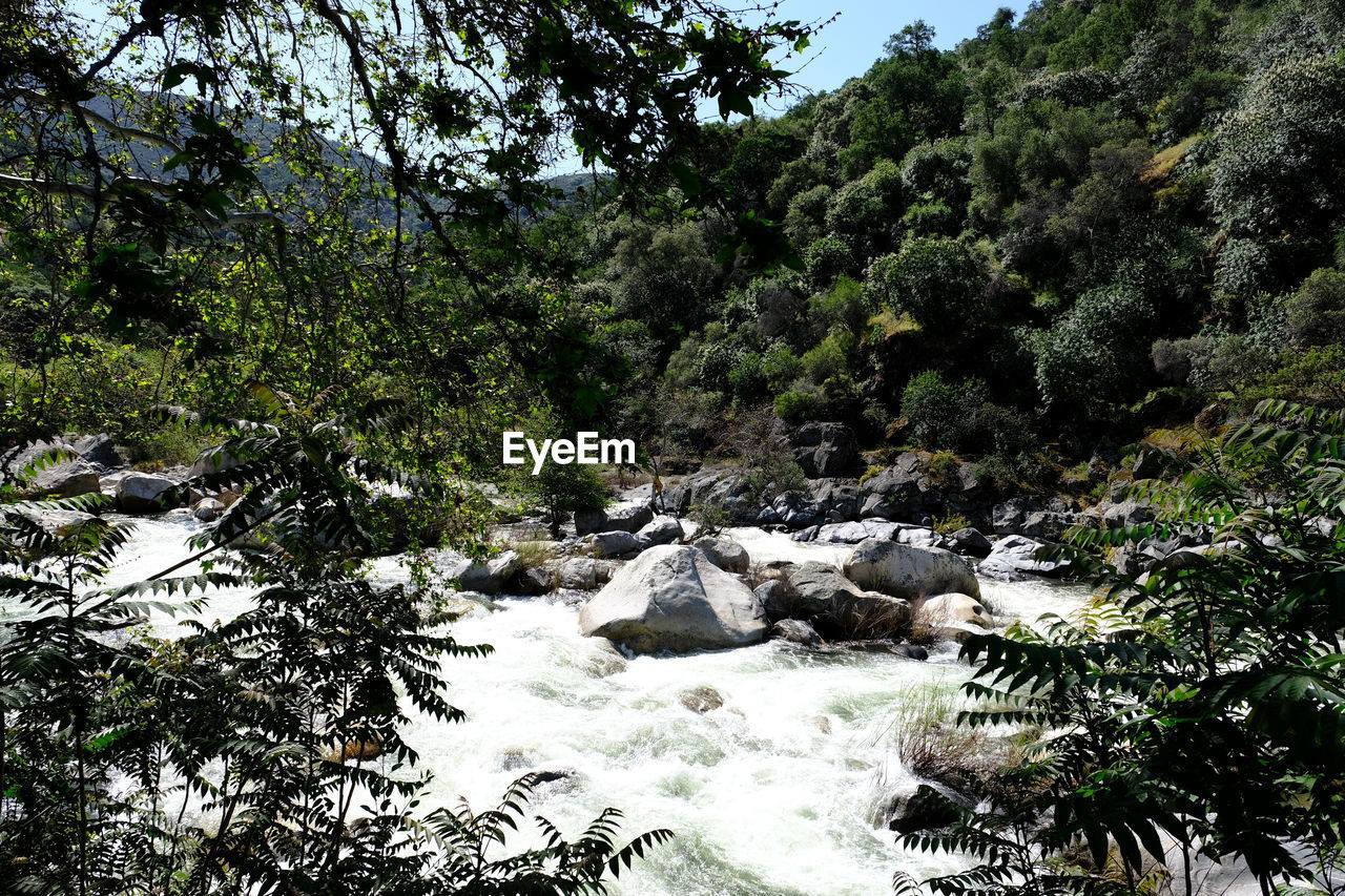 PLANTS GROWING BY RIVER IN FOREST