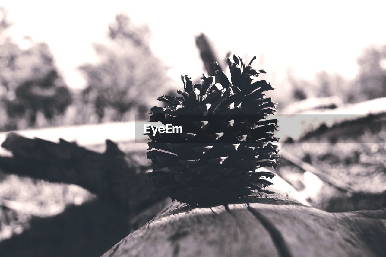 Close-up of pine cone on fallen tree