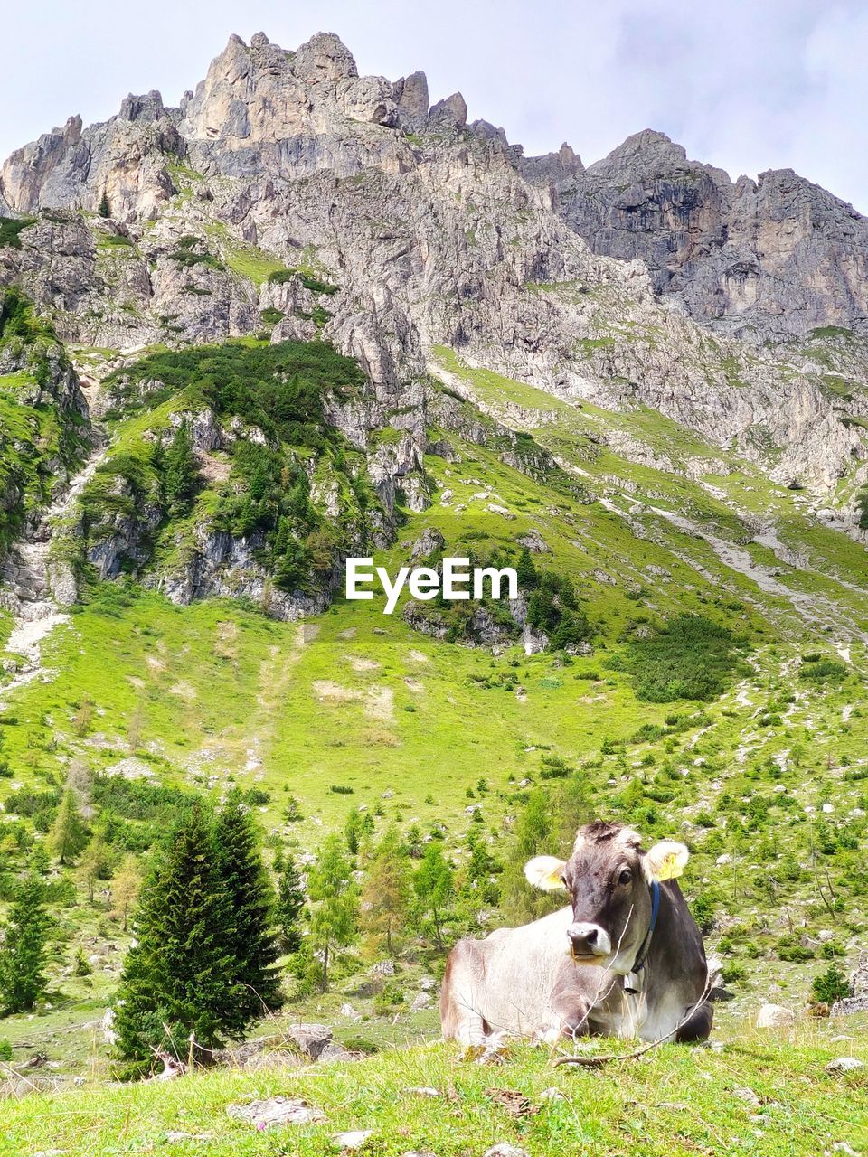 View of a cow on mountain
