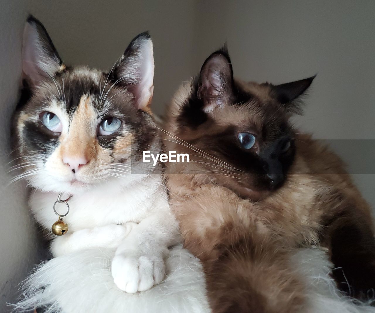 CLOSE-UP PORTRAIT OF CAT WITH CATS