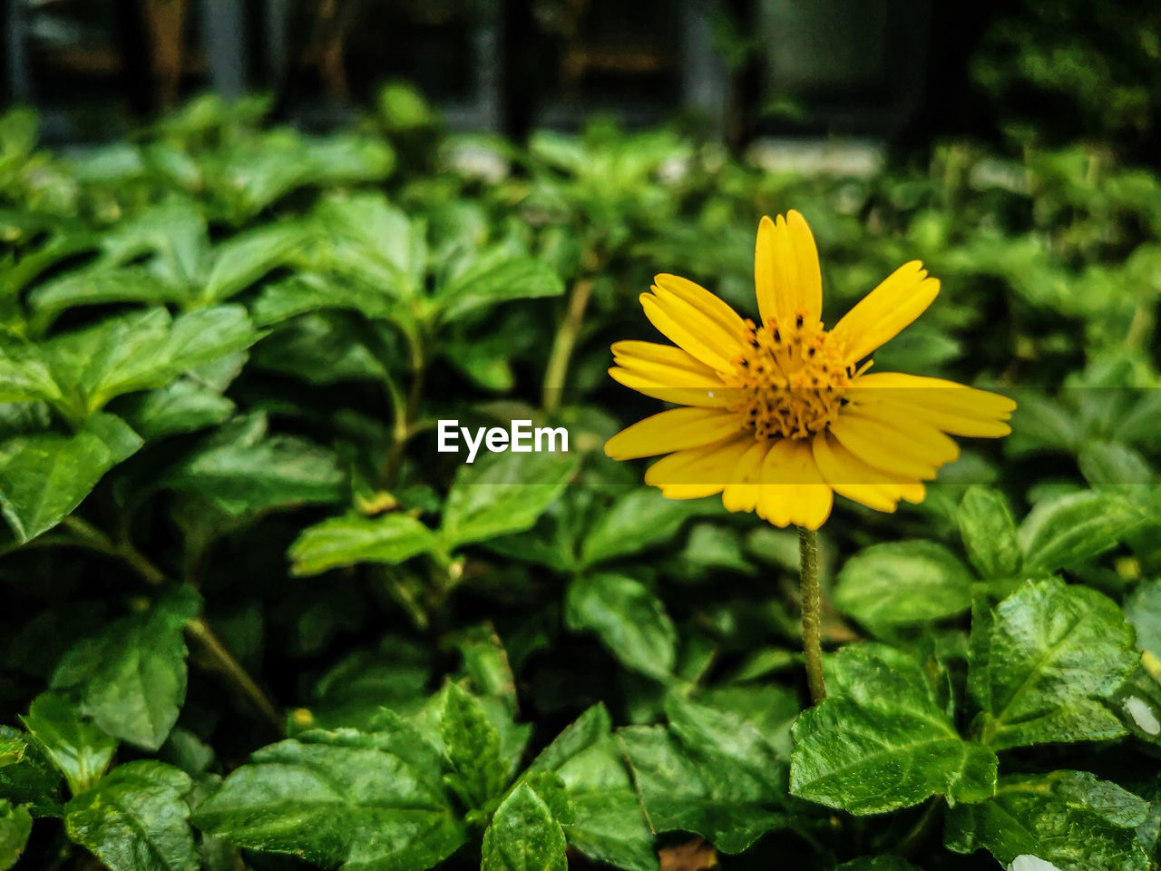 flower, flowering plant, plant, freshness, beauty in nature, growth, nature, plant part, leaf, yellow, green, flower head, petal, close-up, fragility, inflorescence, no people, botany, outdoors, focus on foreground, day, summer, wildflower, garden, pollen