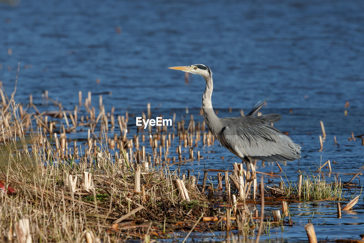 High angle view of gray heron on lake