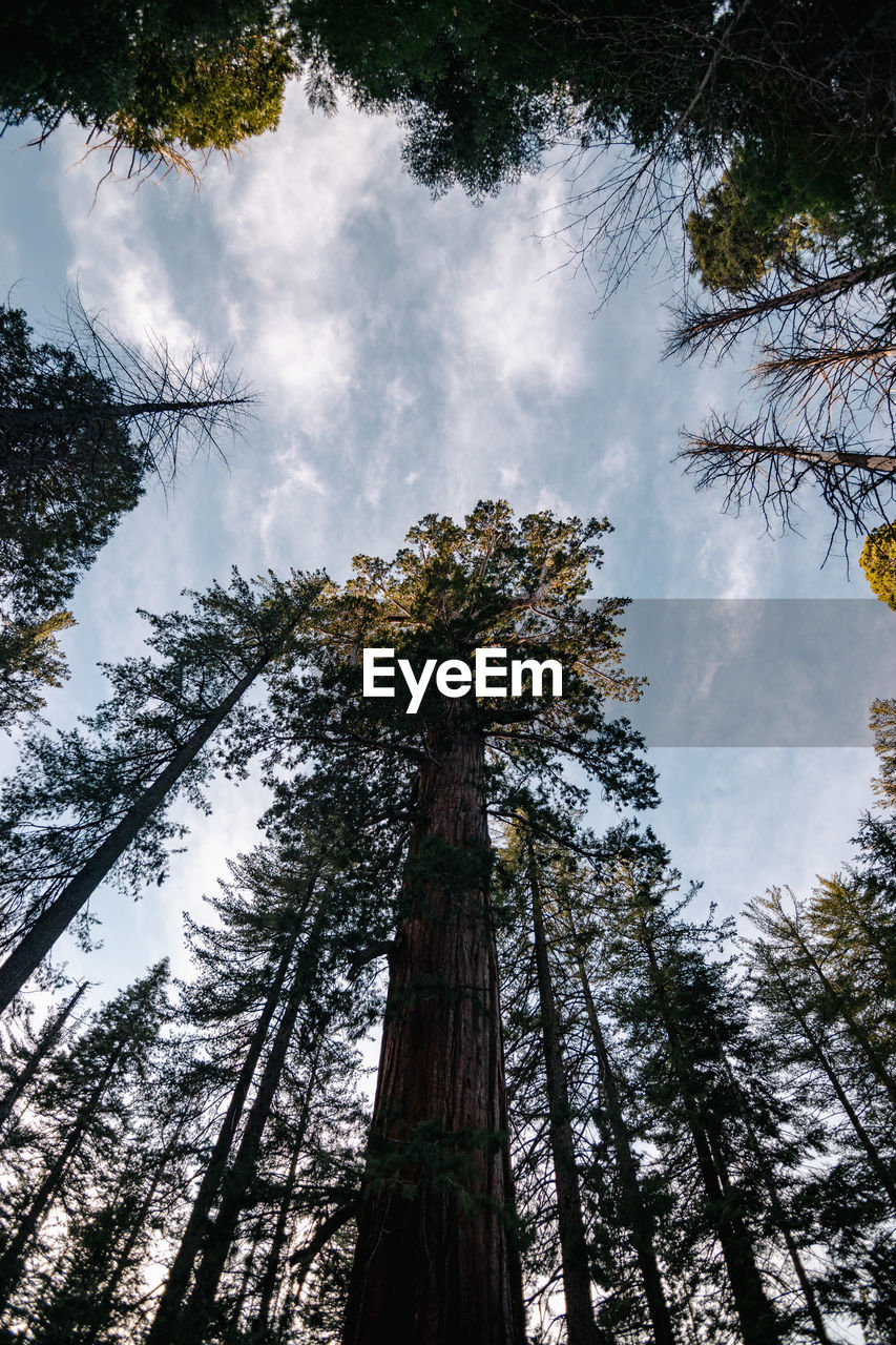 low angle view of trees