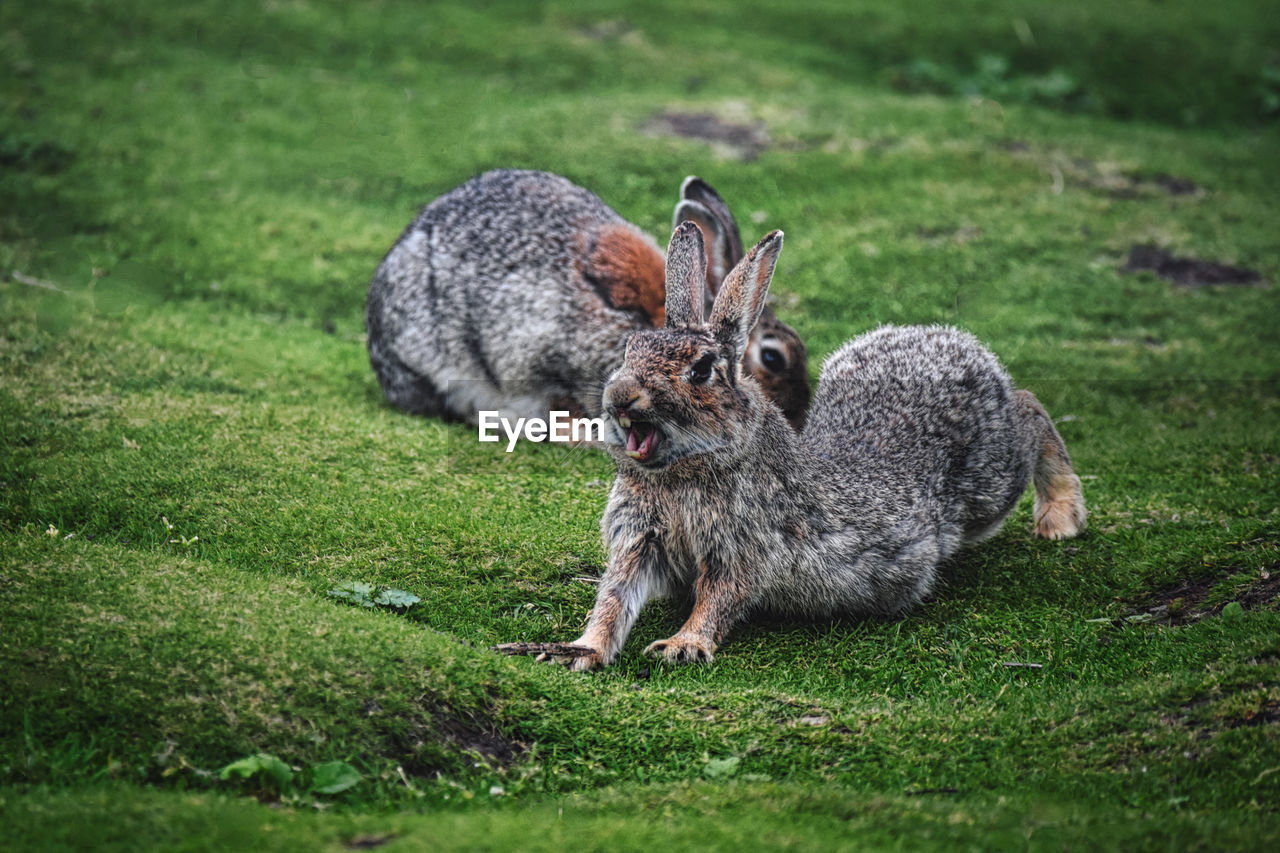 Stretching rabbit in a field