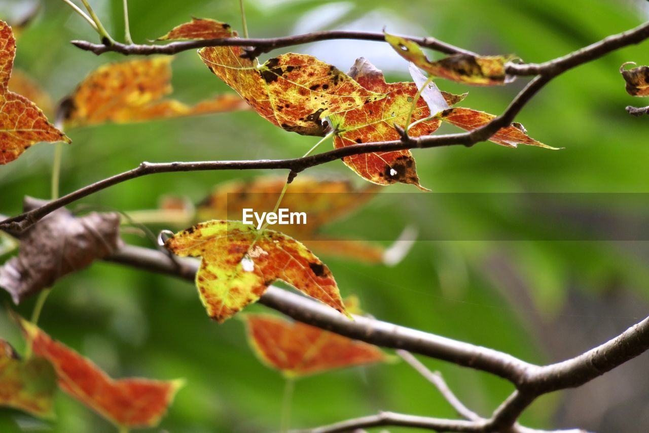 CLOSE-UP OF DRY LEAVES ON PLANT