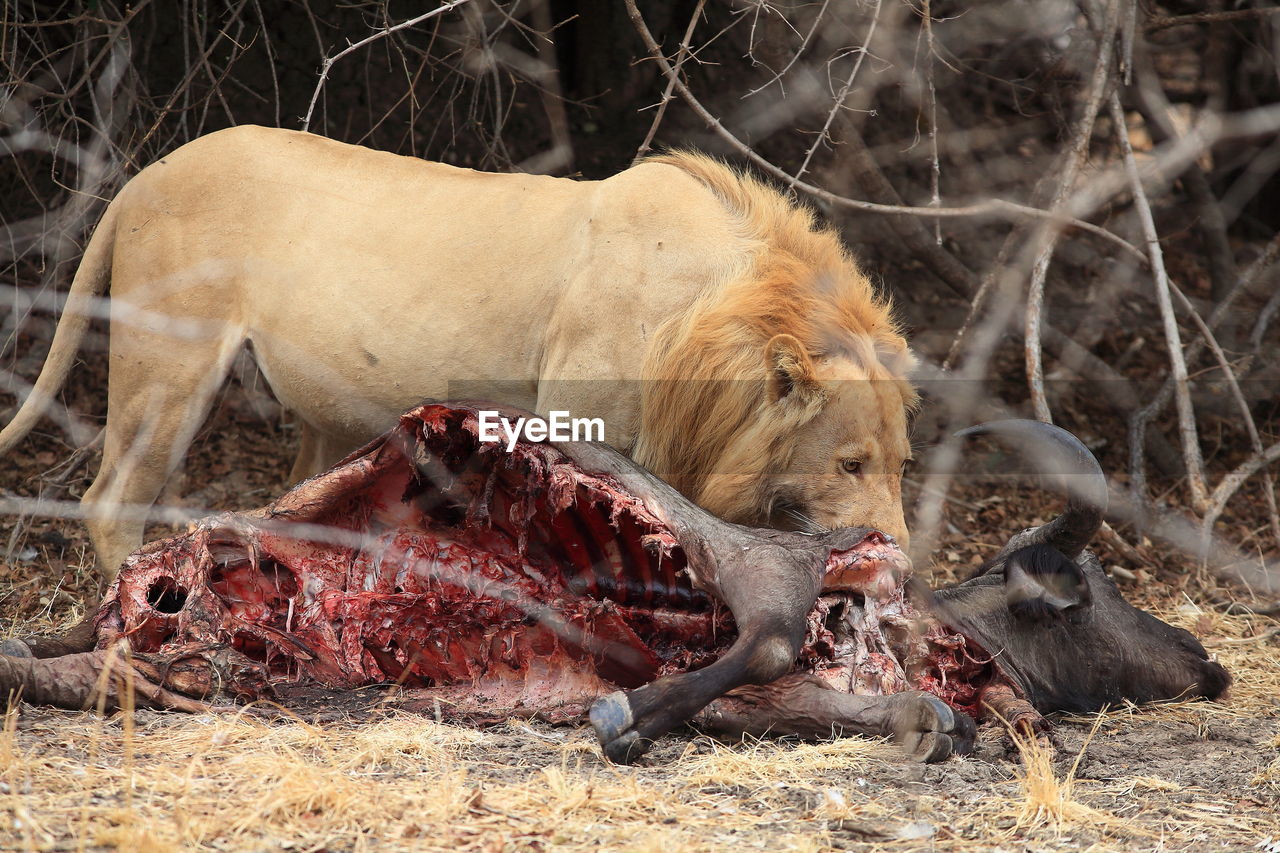 Side view of a lion with its hunt