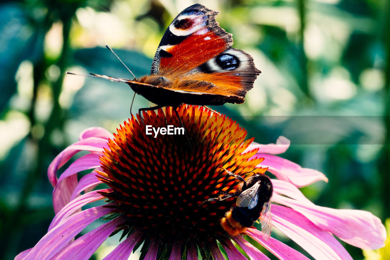 CLOSE-UP OF BUTTERFLY POLLINATING ON PINK FLOWER