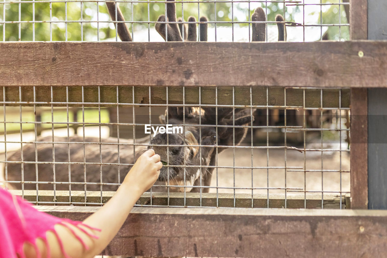 A woman feeds a deer through a net. zoo, mini farm