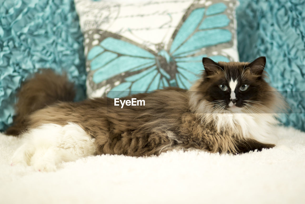 PORTRAIT OF CAT RESTING ON BLANKET