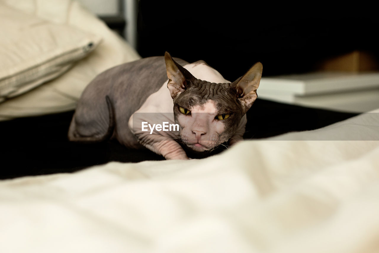 Portrait of sphynx hairless cat resting on bed