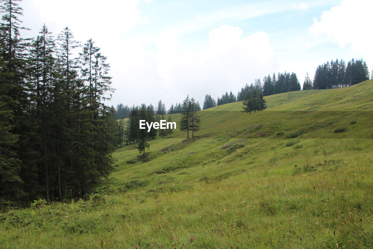 Scenic view of grassy landscape